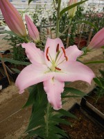 [5384 Sheila TL VZ No02.JPG]